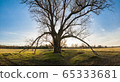Old branchy willow on green meadow in sun rays 65333681