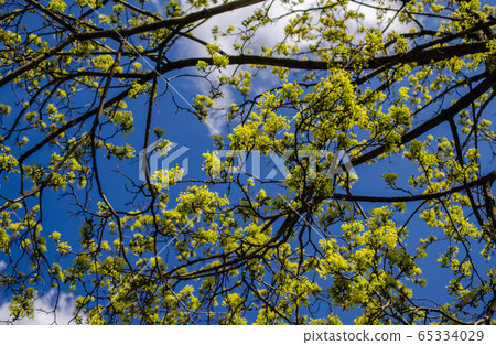 Spring branches of a maple tree with barely blossoming leaves. 65334029