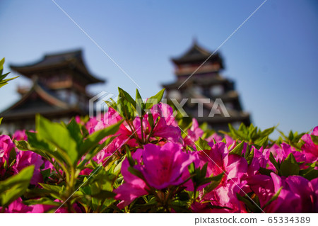 伏見桃山城杜鵑花 伏見桃山城杜鵑花 65334389