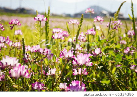 上山和黃芪 上山和黃芪 65334390