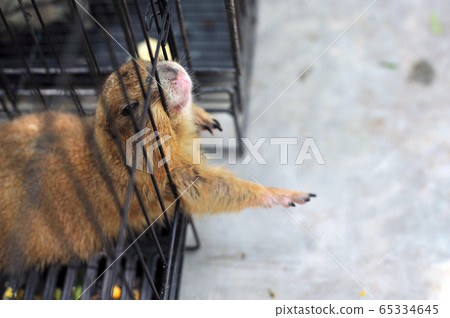 Black-tailed prairie dog in zoo cage 65334645