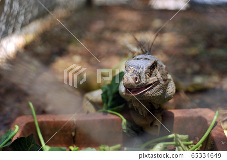 Green Iguana (Iguana iguana) spotted outdoors at 65334649