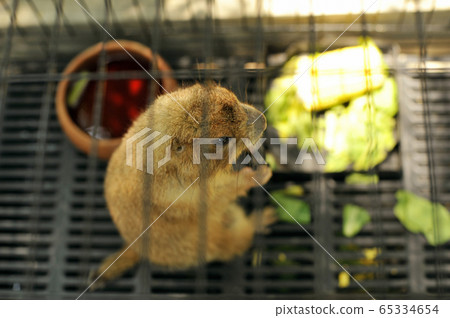 Black-tailed prairie dog in zoo cage 65334654