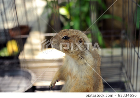 Black-tailed prairie dog in zoo cage 65334656