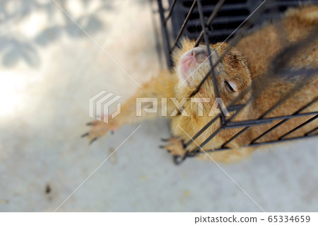 Black-tailed prairie dog in zoo cage 65334659