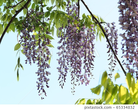 Fuji no Satoyama wisteria wisteria wisteria 65334832
