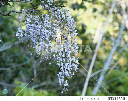 Fuji no Satoyama wisteria wisteria wisteria Fuji no Satoyama wisteria wisteria wisteria 65334836