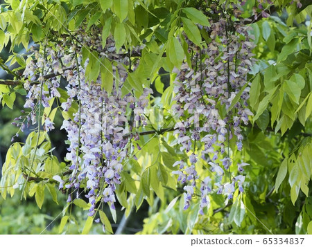 Fuji no Satoyama wisteria wisteria wisteria 65334837