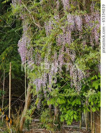 Fuji no Satoyama wisteria wisteria wisteria Fuji no Satoyama wisteria wisteria wisteria 65334839