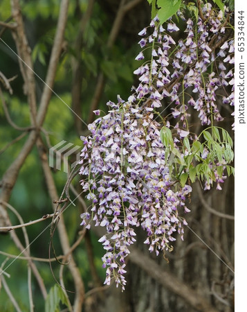 Fuji no Satoyama wisteria wisteria wisteria 65334844