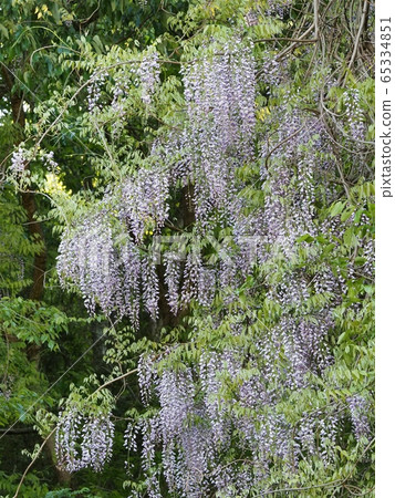 Fuji no Satoyama wisteria wisteria wisteria 65334851