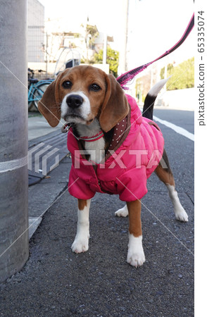 Beagle puppy puppy dog walk dog walk Beagle puppy puppy dog walk dog walk 65335074