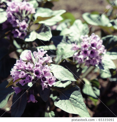 Heliotropium arborescens violet flowers with green foliage Heliotropium arborescens violet flowers with green foliage 65335091