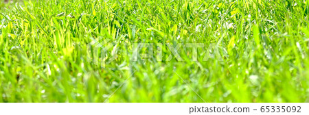 Perfect green background by the fresh grass Perfect green background by the fresh grass 65335092