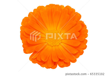 [金盞花（金盞花）]（深度合成） 65335102