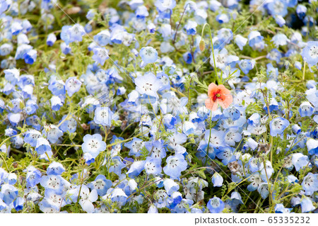 Red flower growth among blue nemophila background 65335232