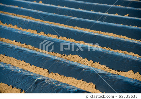 Multi-sheet multi-cultivation black film contract farmer potatoes potatoes potato seeds potato planting Multi-sheet multi-cultivation black film contract farmer potatoes potatoes potato seeds potato planting 65335633