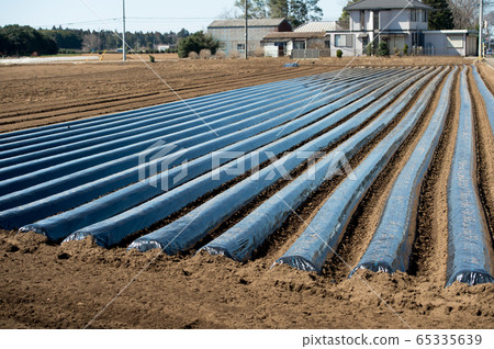 多片復耕黑膜農戶馬鈴薯土豆馬鈴薯種子馬鈴薯種植 65335639