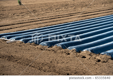 Multi-sheet multi-cultivation black film contract farmer potatoes potatoes potato seeds potato planting 65335640