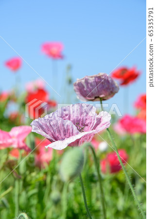 罌粟花 65335791