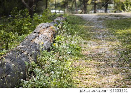 A fallen old tree next to a path in the sun 65335861