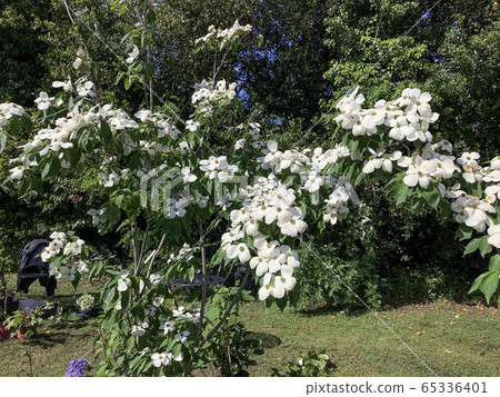 Mountain Clematis 65336401