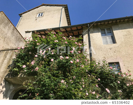 Climbing Rosebush 65336402