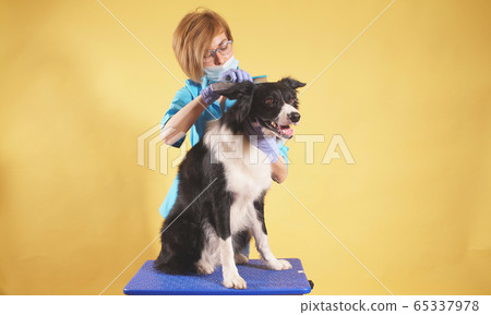 young female groomer combs a dog on an isolated background close-up. pet care young female groomer combs a dog on an isolated background close-up. pet care 65337978