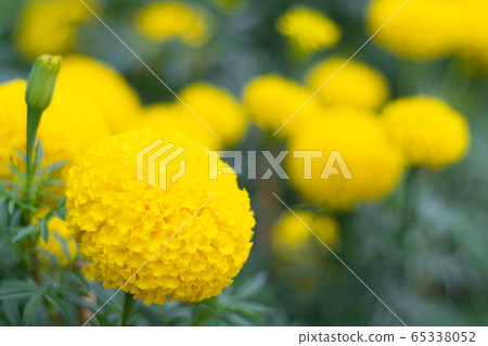beautiful marigolds flowers bloom in the garden beautiful marigolds flowers bloom in the garden 65338052