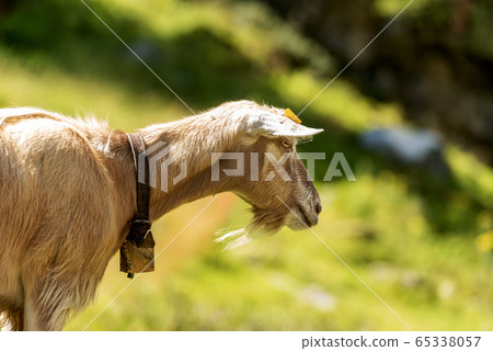 Portrait of a mountain Goat in Italian Alps Portrait of a mountain Goat in Italian Alps 65338057