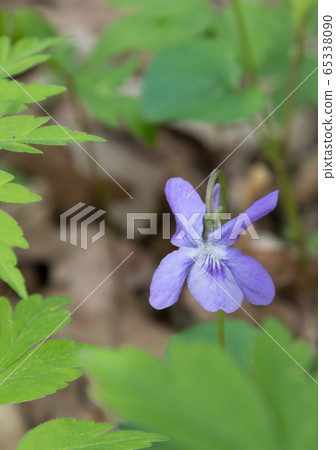 Early Dog-VioletViola reichenbachiana) flowering 65338090