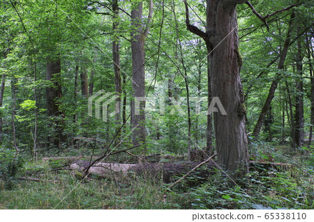 Natural mixed stand of Bialowieza Forest Natural mixed stand of Bialowieza Forest 65338110