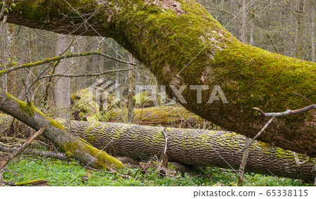 Moss and lichen wrapped tree parts 65338115