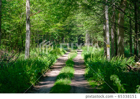 Dirt road crossing summertime forest Dirt road crossing summertime forest 65338151