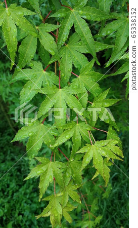 Acer palmatum leaves with water drops Acer palmatum leaves with water drops 65338152