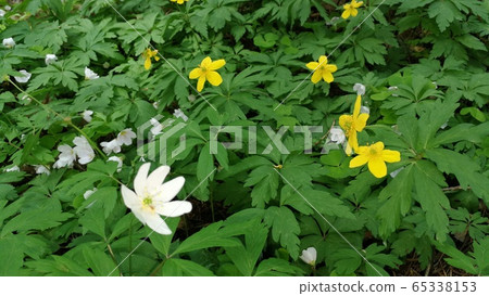 Flowering anemone in spring Flowering anemone in spring 65338153