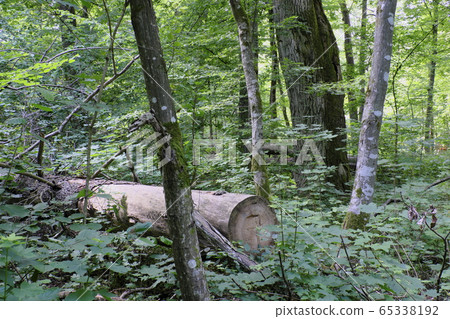 Summertime deciduous primeval forest with old oak Summertime deciduous primeval forest with old oak 65338192