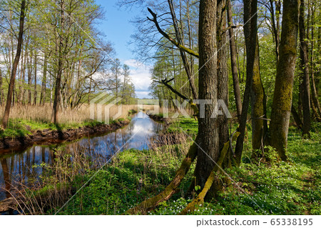 Springtime landscape in sun of Lutownia River 65338195