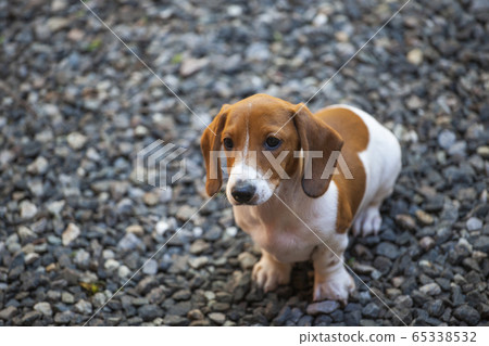 image of dog stone background  65338532