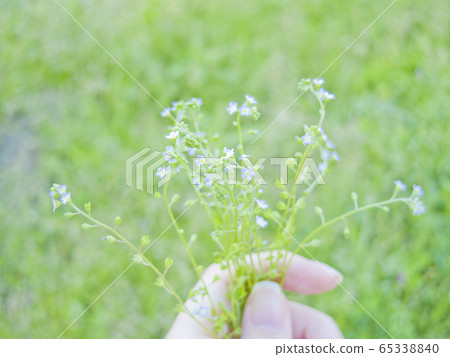 黃瓜草的香味 65338840