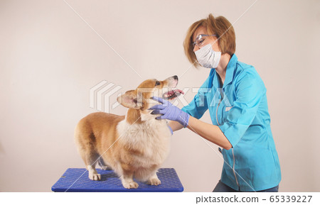 Portrait of a veterinarian who examines the dog 's teeth, close- up, Studio shot Portrait of a veterinarian who examines the dog 's teeth, close- up, Studio shot 65339227