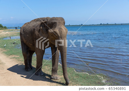 Close up of elephant eating in a Udawalawe National Park of Sri Lanka 65340891