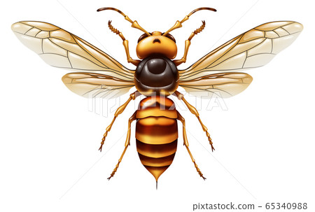 Murder Hornet 65340988