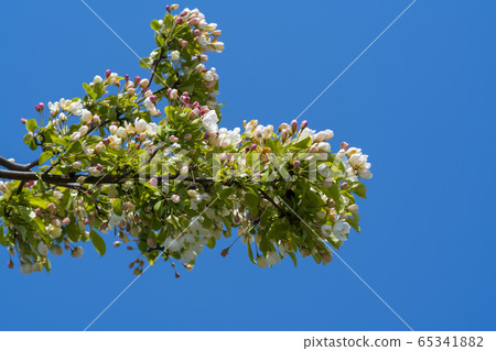 Flower apple Flower apple 65341882