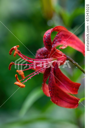 Wet flower of red lily 65343028