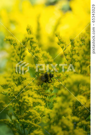 bumblebee collects flower nectar of goldenrod 65343029