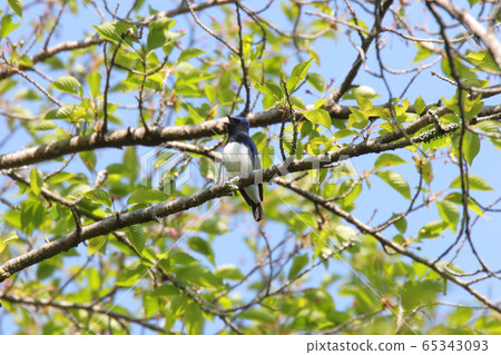 Oholuri堅持分支 65343093