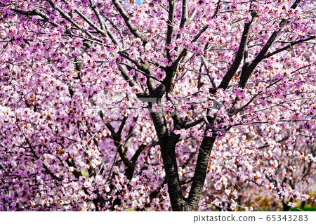 Sakura in Nakasatsunai Village 65343283