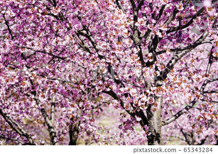 中草奈村的櫻花 65343284