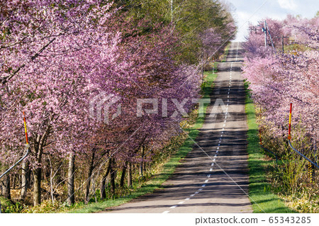 Sakura in Nakasatsunai Village Sakura in Nakasatsunai Village 65343285